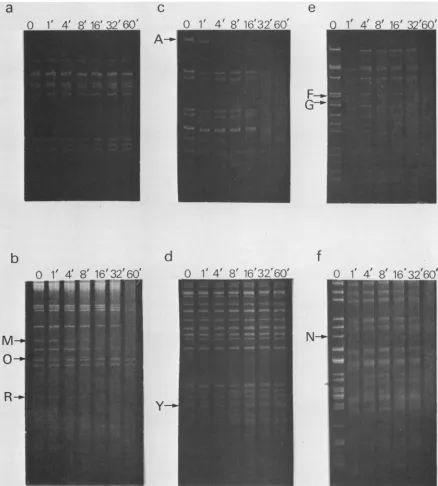 FIG. 4.agarosevisualizelambdascribed Identification of the terminal fragments of GPCMV DNA by lambda exonuclease digestion