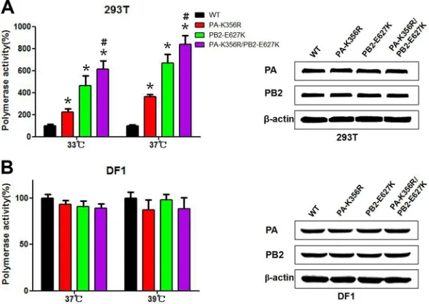 FIG 3 RNP polymerase activities of wild-type and mutant H9N2 inﬂuenza viruses. Polymerase activities in 293T cells (A) or DF-1 cells (B) were determined byminigenome replication assays and are expressed as mean percent activities � standard deviations, wit