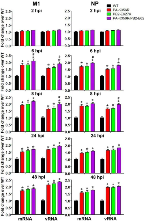 FIG 4 Quantitative estimation of mRNA and vRNA levels of M1 and NP inH9N2 virus-infected A549 cells