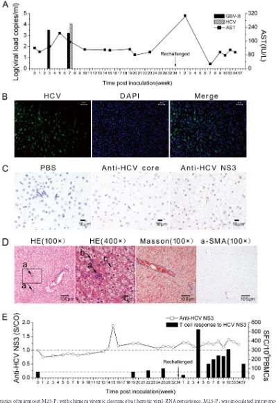 FIG 8 Characteristics of marmoset M25-Pviremia and serum AST detection in the course of infection of M25-Pnonparametric Mann-Whitney U test (chemical staining of liver tissue