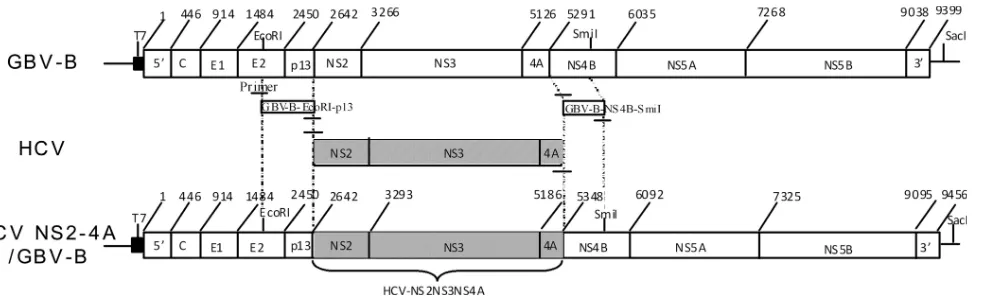 FIG 1 Diagram of the HCV NS2 to -4A chimeric genome. The HCV NS2 to -4A cDNA segment was integrated into the GBV-B cDNA genome (pGBB) bysubstituting the corresponding genes of GBV-B between EcoRI and SmiI restriction sites.