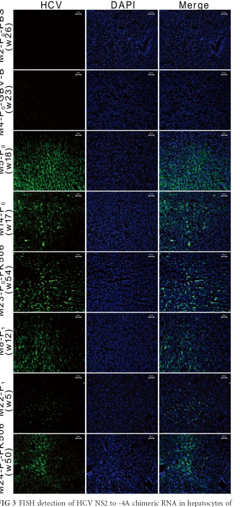 FIG 3 FISH detection of HCV NS2 to -4A chimeric RNA in hepatocytes ofliver tissues from infected marmosets