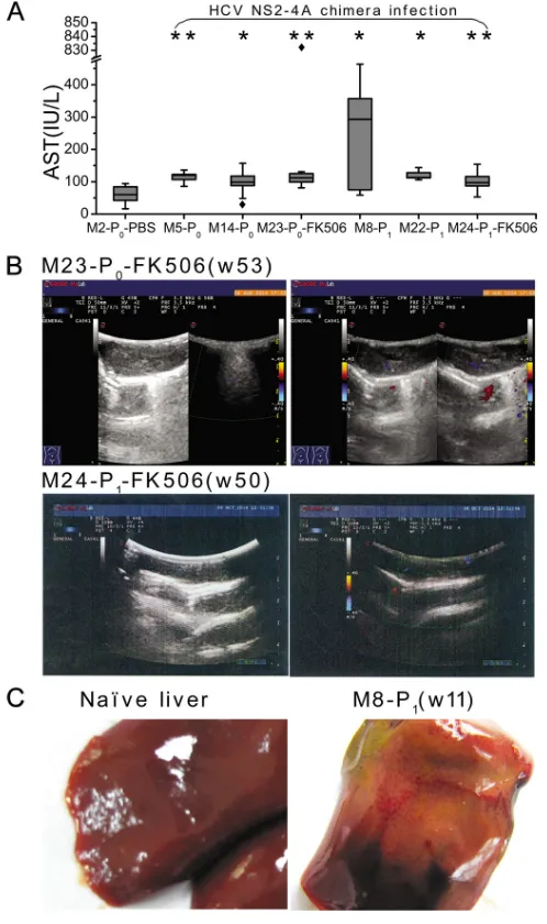 FIG 5 Blood and liver markers in infected marmosets. (A) AST levels wereultrasonogram examination of marmosets M23-Pmeasured in sera of infected marmosets and a PBS control animal
