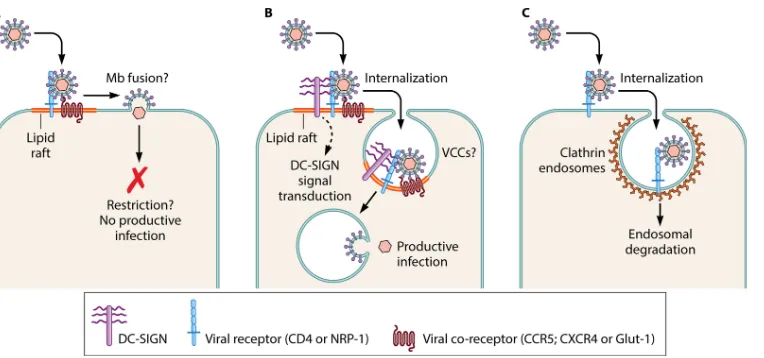 FIG 1 Cell-free virus entry determines the fate of infection in DCs. Cell-free viruses can use at least 3 nonexclusive pathways to enter DCs