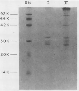 FIG. 3.4ditionofwere h postimmune Neutralization assay for HAV. Untreated stock preparations of HAV were incubated at 35°C for 60 min in the presence or absence serum from a chimpanzee