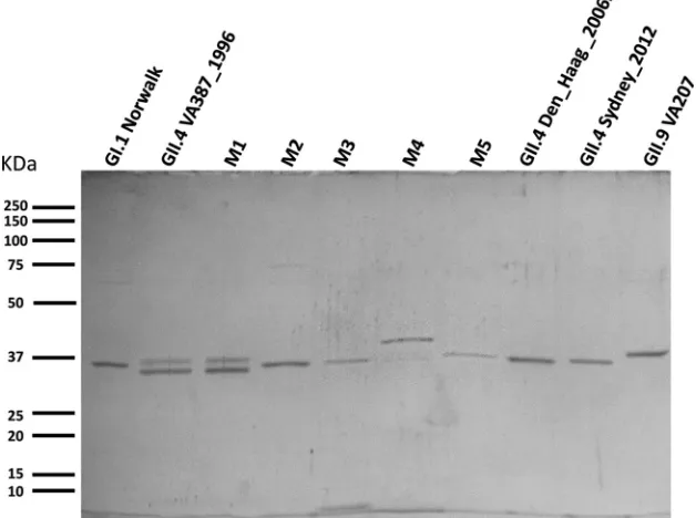 TABLE 2 Neoglycoconjugates used in the present study