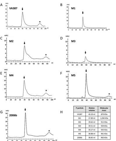 FIG 3 (A to G) Chromatograms showing the size exclusion chromatography of GII.4 VA387_1996, the M1 to M5 mutants, and Den Haag_2006b P particles