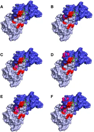 FIG 6 Structural models showing the surfaces of the different mutants produced in the present study