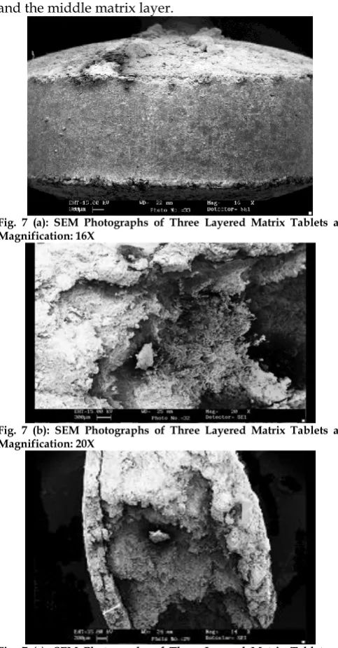 Fig. 7 (a): SEM Photographs of Three Layered Matrix Tablets at  Magnification: 16X 