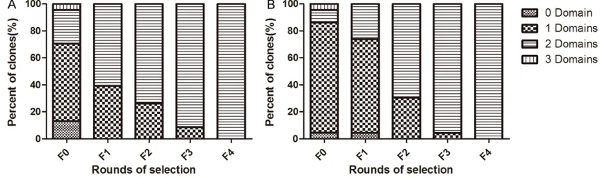 Figure 2. Proportion of phage clones with different sizes of inserted fragments from the 22 phage clones after each round of selection with hIgG