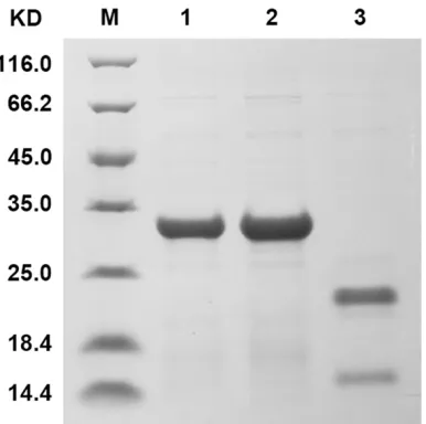 Figure 3. Detection of IgG binding activities of the phages clones in post-selection population through phage ELISA