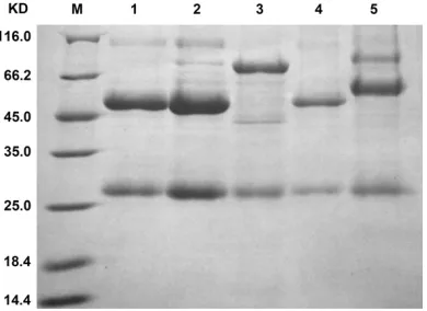 Figure 6. were coated with hIgG, hIgM and hIgA. 1:2 serial dilutions of ADetection of the binding activities of HRP-AL29I30-AV29K30 and HRP-A-A with hIgG, hIgM and hIgA