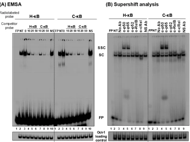 FIG 5 C-�B probe binds NF-�B from the Jurkat nuclear extract. (A) Electrophoretic mobility shift analysis