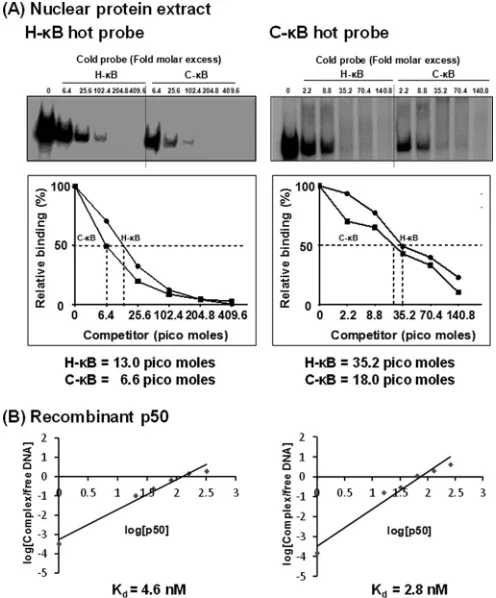 FIG 6 C-�B probe demonstrates a higher binding afﬁnity for NF-�B in theJurkat nuclear extract as well as recombinant p50 protein