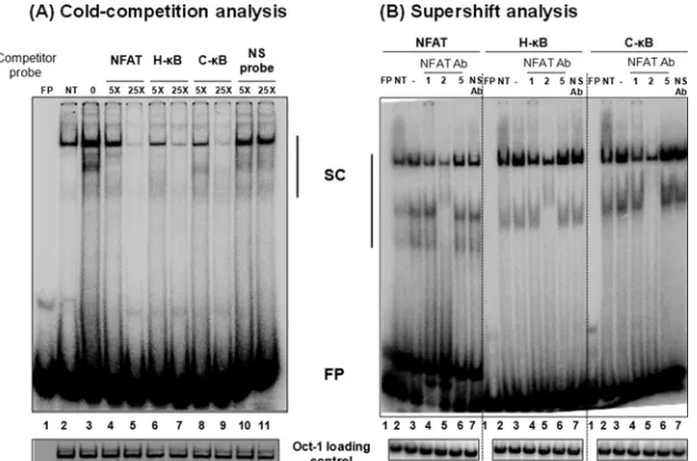 FIG 8 Compromised viral proliferation of the HHH viral strain in a single