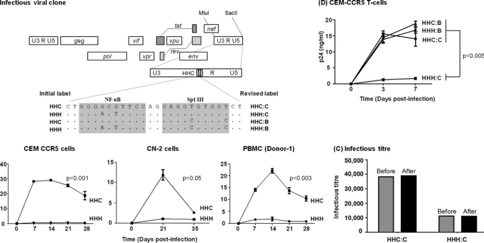 FIG 9 Replication proﬁles of the NF-Indie-HHC or Indie-HHH virus. The secretion of p24 into the culture medium was monitored at regular intervals for several weeks