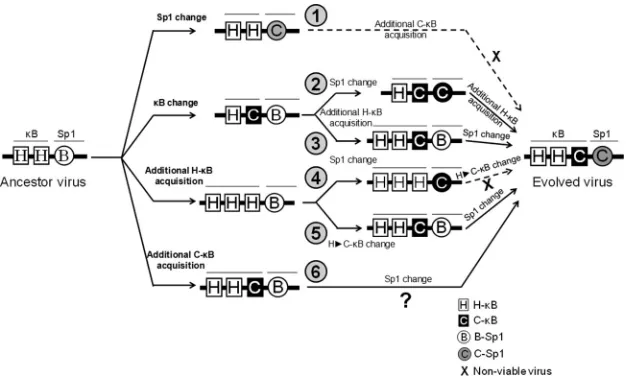 FIG 11 Schematic diagram depicting an evolutionary trajectory of a hypothetical HIV-1 subtype C ancestral promoter