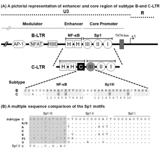 FIG 1 (A) Schematic diagram comparing the TFBS of the enhancer and core promoter elements of B- and C-LTRs