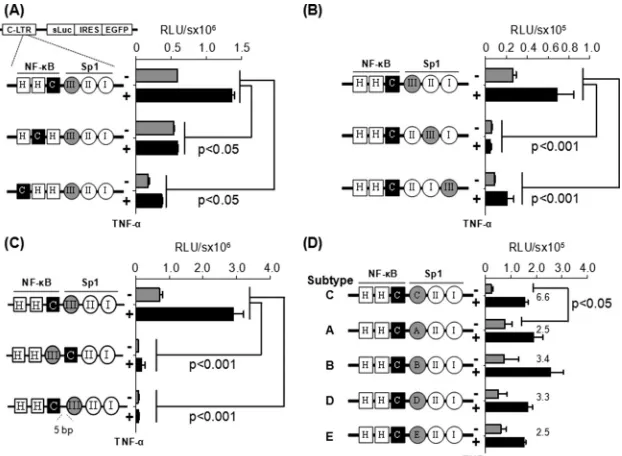 FIG 3 C-�B site is functionally associated with the Sp1III motif in HIV-1 subtype C LTR