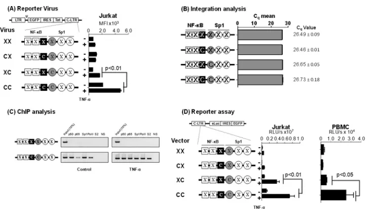 FIG 4 Gene expression in the absence of the ﬂanking TFBS. (A) GFP expression proﬁle of the promoter variant reporter viruses used in ﬂow cytometry