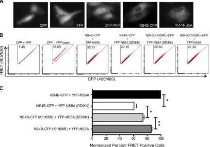 FIG 8 FRET analysis of the interaction between NS4B and NS5A. (A) Subcellular localization of the CFP, YFP, CFP-YFP, NS4B-CFP, and YFP-NS5A proteins 24 hfollowing transfection of Huh-7.5 cells