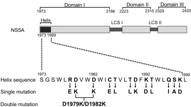 FIG 1 Schematic representation of the domain organization of NS5A indicating the locations of introduced mutations