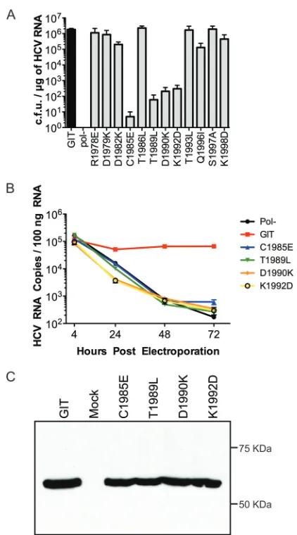 FIG 2 Characterization of NS5A anchor helix single mutants. (A) RNA rep-lication efﬁciencies of the replicons bearing mutations in the NS5A anchoringhelix region