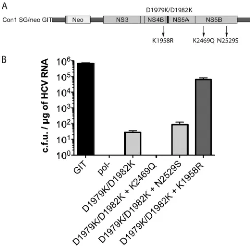 FIG 5 Analysis of replication efﬁciency for the anchor helix double ﬂip mu-tant (D1979K/D1982K) bearing reversions