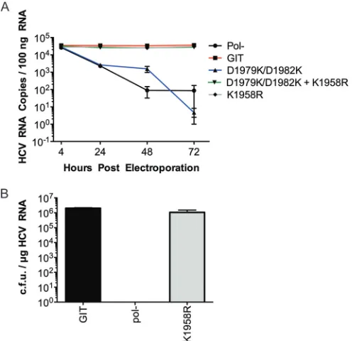 FIG 6 Replication efﬁciencies for the NS5A anchor helix double ﬂip mutant(D1979K/D1982K) and the rescue revertant on NS4B (K1958R)