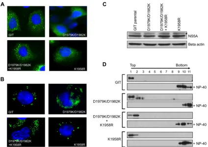 FIG 7 Characterization of NS5A subcellular localization, membrane association, and phosphorylation