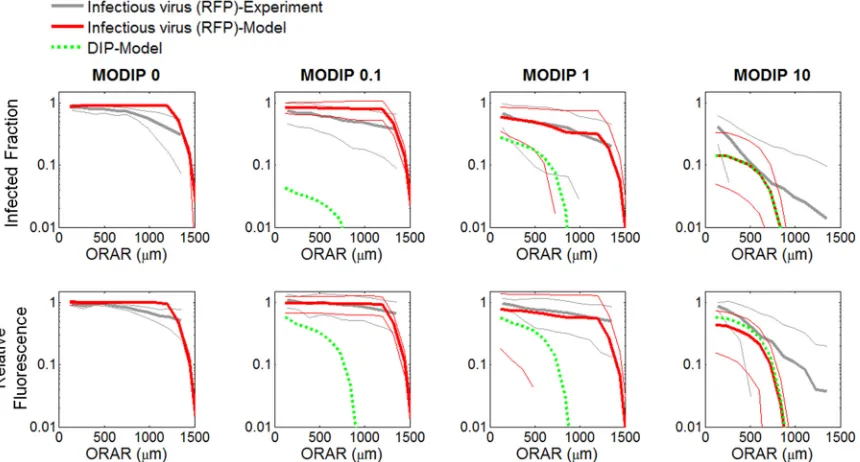 FIG 10 Comparison of experimental and computational (CA model) patterns of coinfection spread