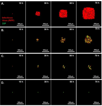 FIG 11 Simulated spread of virus-DIP coinfection using optimum parameter set 2. Infectious virus (RFP) and DIP yields from cells are shown in red and green,respectively