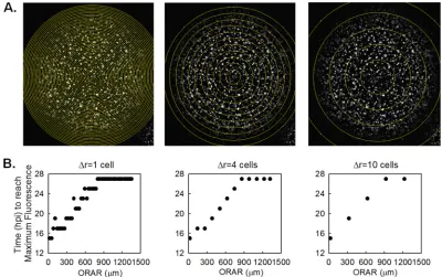 FIG 2 Spread patterns in the presence and absence of DIPs. Representative time lapse images of three major spread patterns on BHK-21 cells infected withreporter VSV at an MOI of 30 and their DIPs at various multiplicities are shown