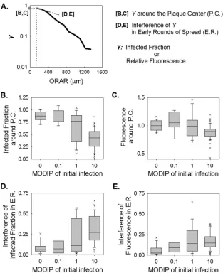 FIG 5 Interfering effects of DIPs on viral activity during infection spread. (A) Schematic illustration of how parameters are extracted from data depicting theinfection measure (Y) versus the outer radius of each analyzed ring (ORAR)