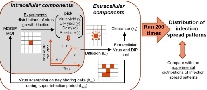 FIG 6 Data-driven cellular automaton model of virus-DIP interactions during infection spread