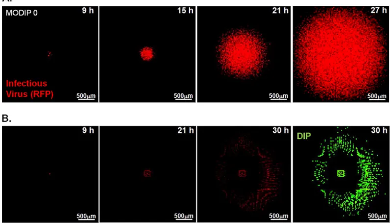 FIG 7 Simulated spread phenotypes using the optimum parameter set 1. The model parameters are the set optimized to match a spread rate with a high diffusionas shown in the plaque representing the major phenotype observed in 200 simulations