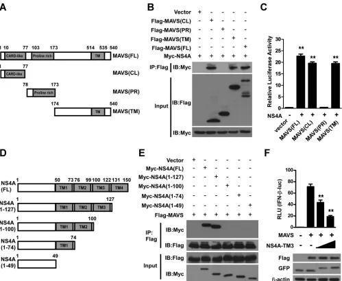 FIG 5 Both the CL and TM domains contribute to MAVS complex formation with NS4A, and the TM3 domain of NS4A is required for binding to MAVS.