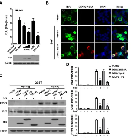 FIG 6 NS4A negatively regulates the IFN signaling pathway by inhibiting IRF3 activation
