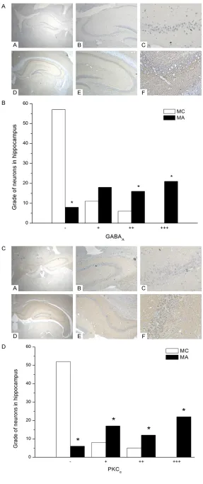 Figure 3. A: Immunohistochemi-cal detection of GABA in hippo-