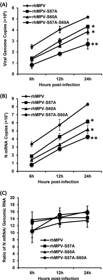 FIG 9 hMPVs carrying mutations in the phosphorylation sites of M2-1 hadsigniﬁcant defects in genomic RNA replication and mRNA transcription.(A) Viral genomic RNA replication