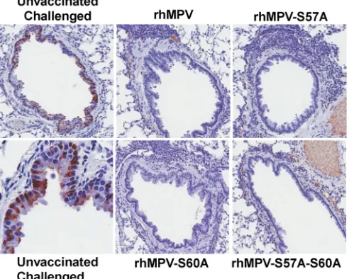 TABLE 2 Immunogenicity of rhMPV carrying M2-1 phosphorylation site mutations in cotton rats