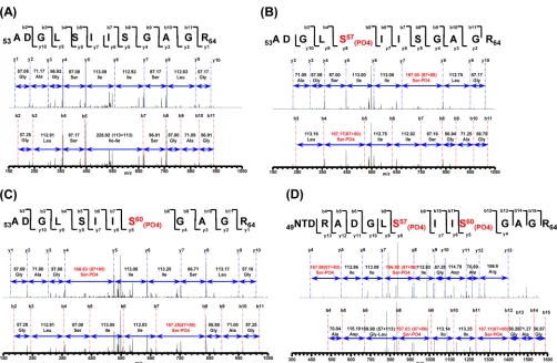 FIG 3 Identiﬁcation of phosphorylation sites in hMPV M2-1 by mass spectrometry. (A) Unphosphorylated hMPV M2-1; (B) phosphorylation site at residueS57; (C) phosphorylation site at residue S60; (D) phosphorylation sites at residues S57 and S60