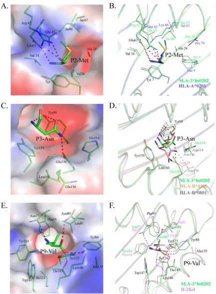 FIG 8 Compositions of the B, D, and F pockets of SLA-3*hs0202 with other solved pMHC-I structures