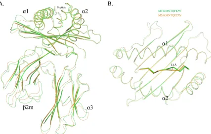 FIG 1 Distinct structures of pSLA-3*hs0202 M1 and M2 in one asymmetric unit. (A) Superimposition of the overall structures of SLA-3*hs0202 M1 (green) andpresented by M1 and M2, respectively