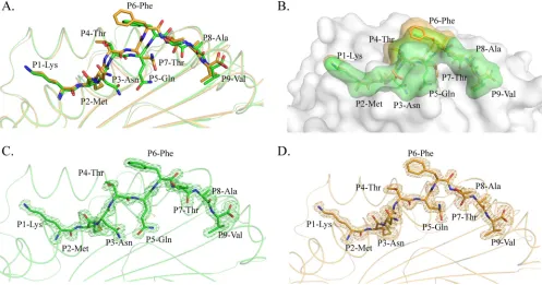 FIG 2 Distinct conformations and electronic densities of HA-KMN9 peptides found in pSLA-3*hs0202 M1 and M2