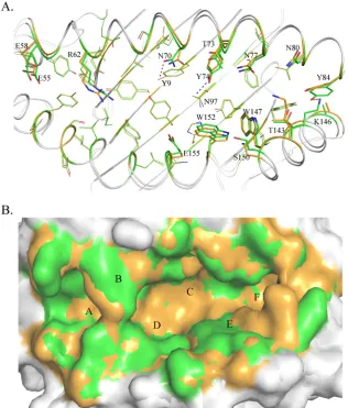 FIG 4 Different conformations of HA-KMN9 peptides in the binding grooves of M1 and M2