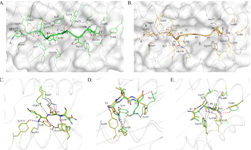 FIG 5 Different peptide interactions found in pSLA-3*hs0202. (A and B) Hydrogen bonds found in pSLA-3*hs0202 M1 (A) and M2 (B) (both shown asdashed red lines)