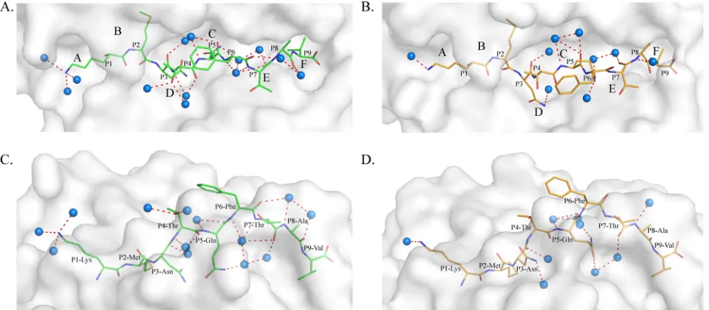 FIG 6 Different water molecules found in pSLA-3*hs0202 M1 and M2 structures. (A and C) Water molecules of pSLA-3*hs0202 M1 in a top view (A) and a sideview (C); 13 water molecules form 17 hydrogen bonds with the HA-KMN9 peptide