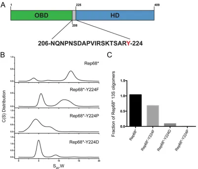 FIG 1 Role of Tyr224 in Rep68 oligomerization. (A) Schematic diagram of Rep68. The sequence of the linker is shown, and Y224 is highlighted in red