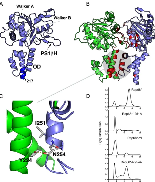 FIG 2 Model of a Rep-Rep interface. (A) Ribbon representation of Rep40 extended to residue 217 as anWalker B motifs, PS1 �-helix highlighted in dark blue